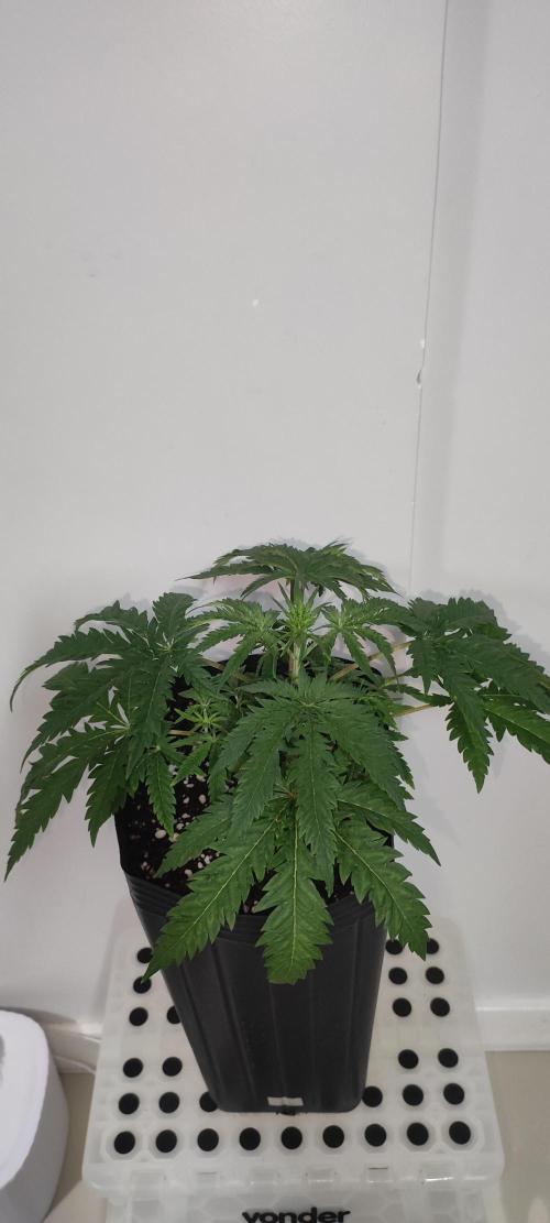 Cheese. Week 4