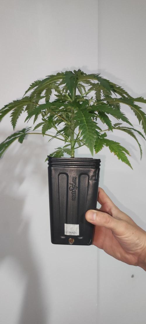Cheese. Week 4