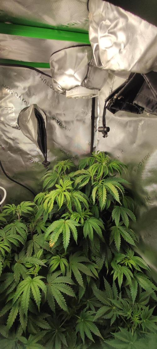Mimosa. Week 5