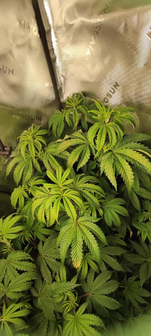Mimosa. Week 5