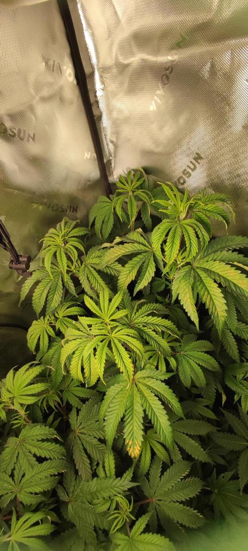 Mimosa. Week 5
