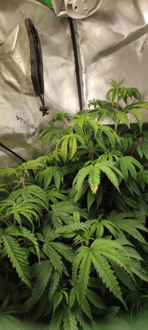 Mimosa. Week 5
