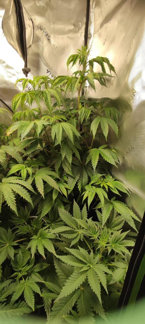 Mimosa. Week 5