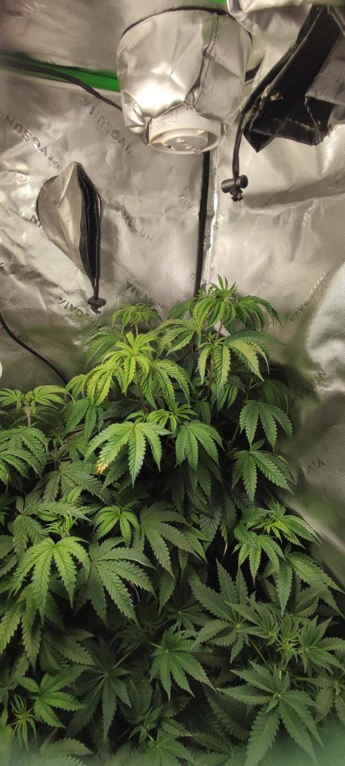 Mimosa. Week 5