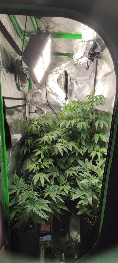 Mimosa. Week 5
