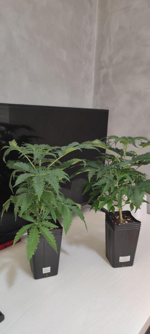 Julieta. Week 4
