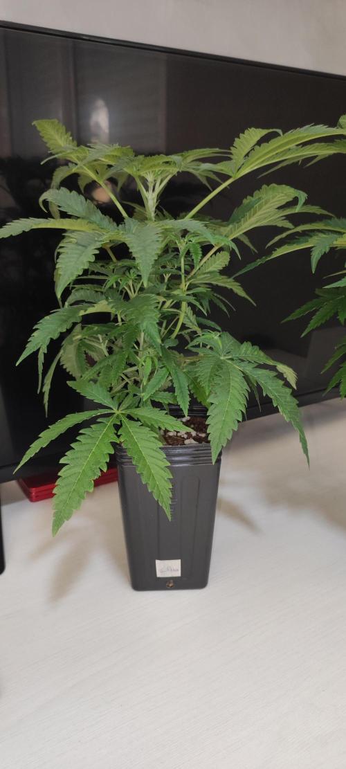 Julieta. Week 4