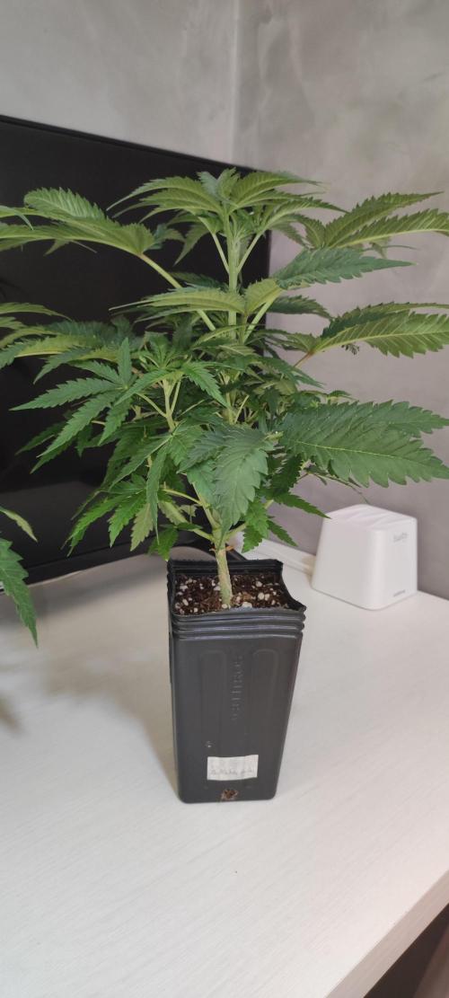 Julieta. Week 4