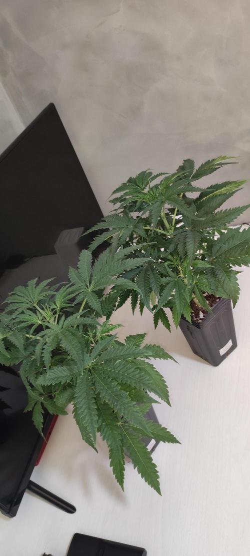 Julieta. Week 4