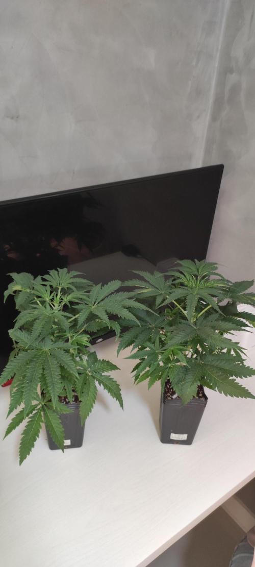Julieta. Week 4