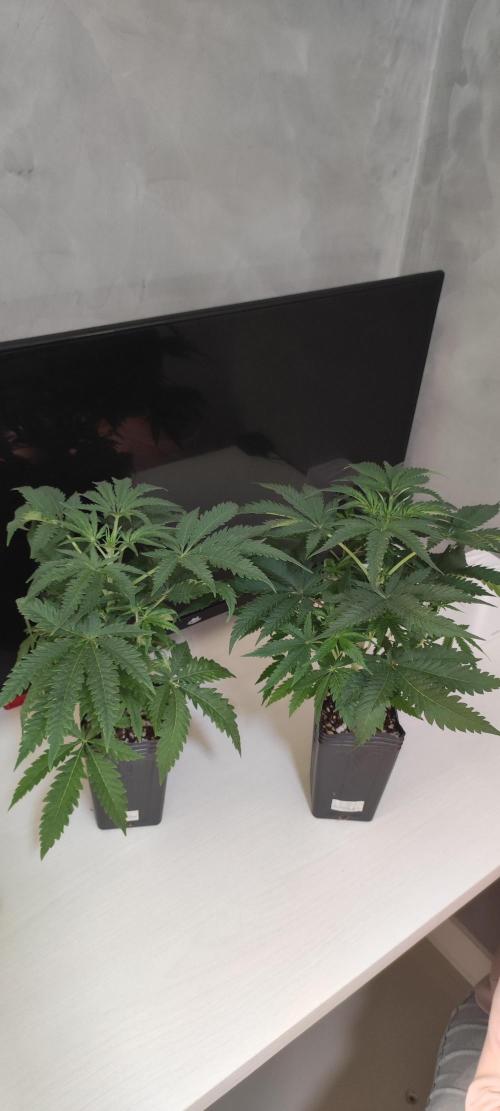 Julieta. Week 4