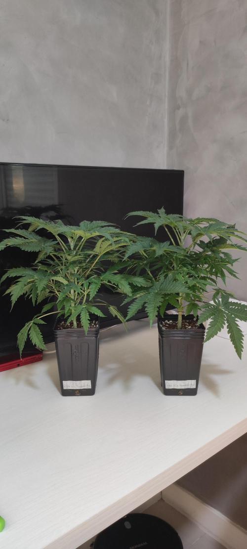 White Widow x Freakshow. Week 4