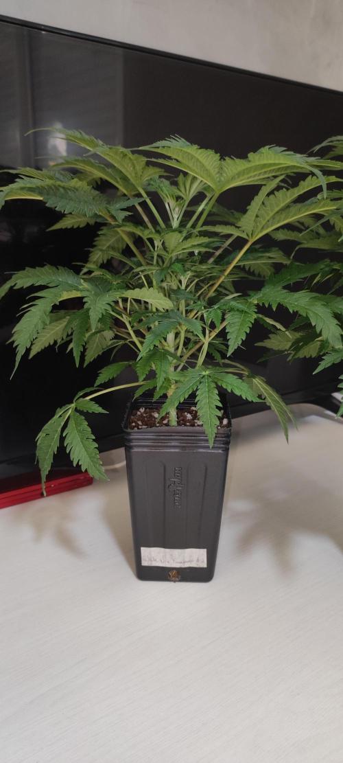 White Widow x Freakshow. Week 4