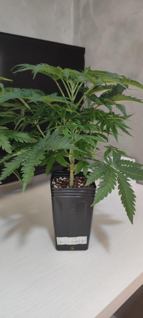 White Widow x Freakshow. Week 4