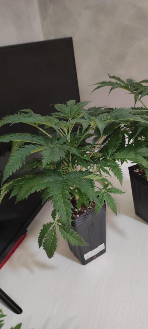 White Widow x Freakshow. Week 4