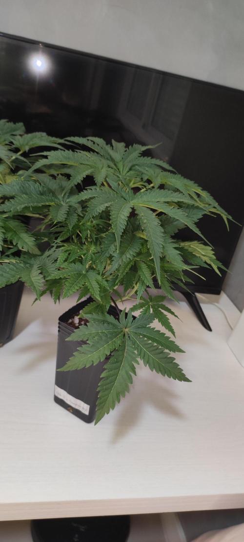 White Widow x Freakshow. Week 4