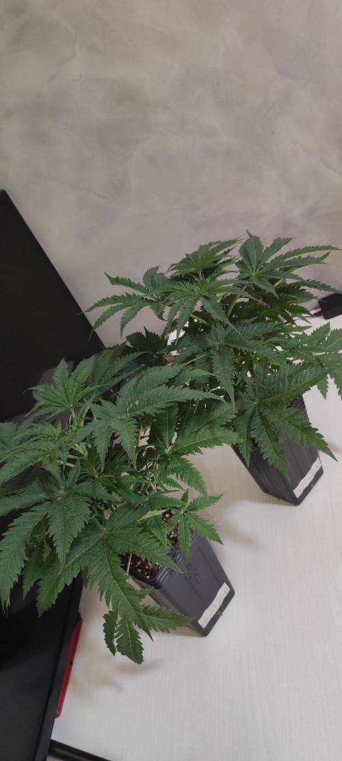 White Widow x Freakshow. Week 4