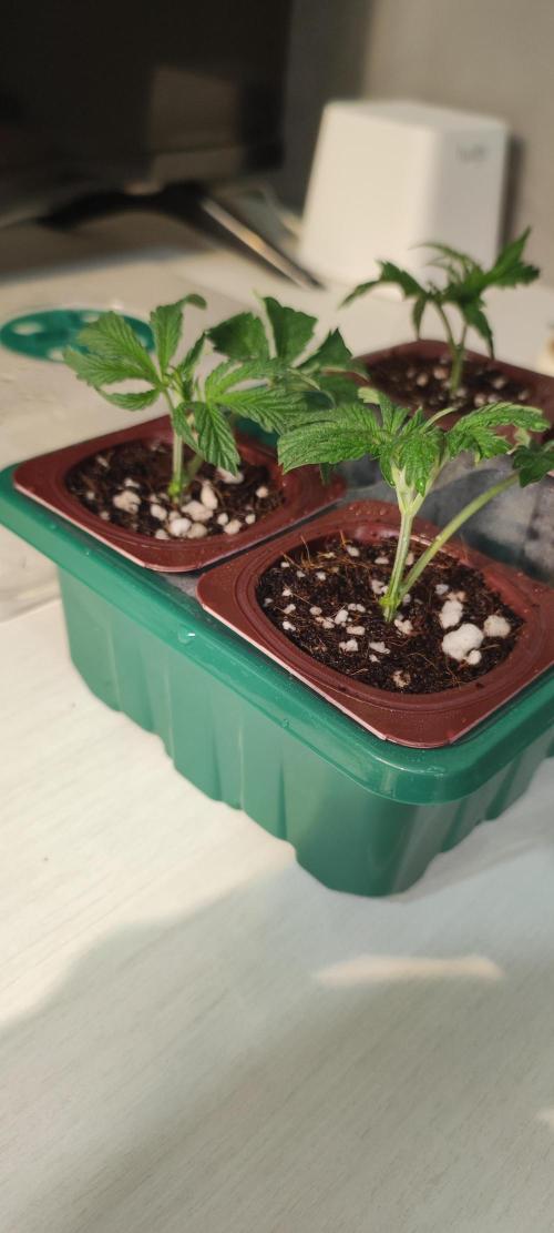 Garlotti #1. Week 1