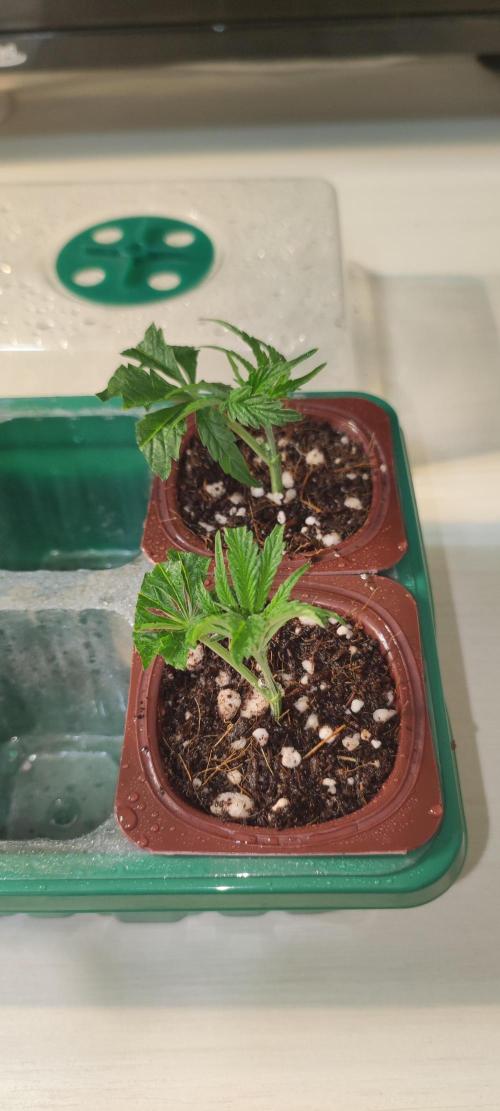 Garlotti #1. Week 1