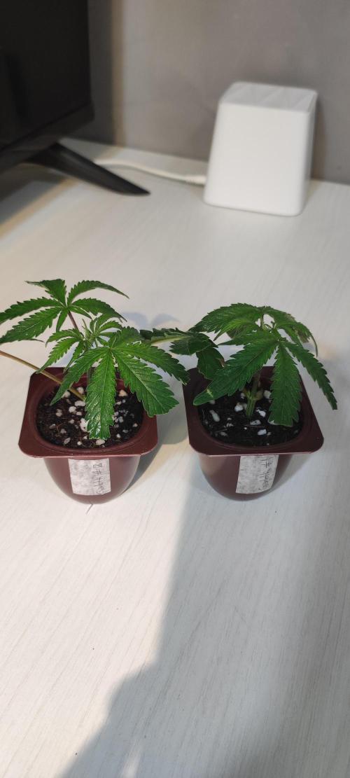 Garlotti #1. Week 1