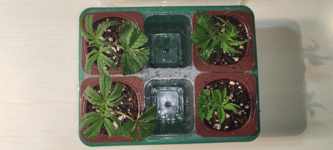 Mimosa #1. Week 1