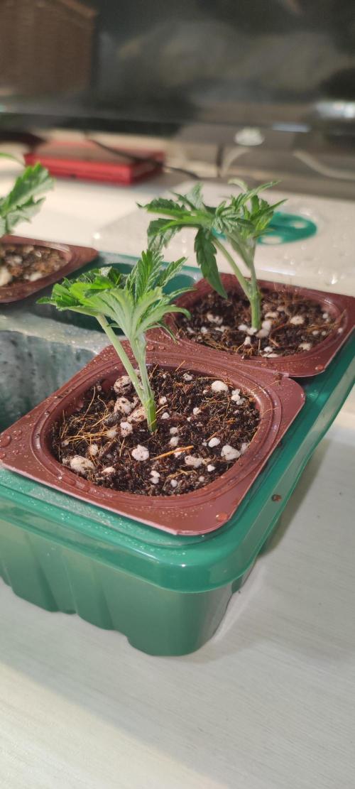 Mimosa #1. Week 1
