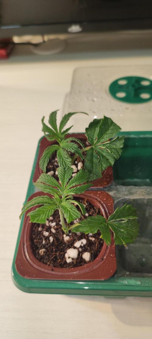 Mimosa #1. Week 1
