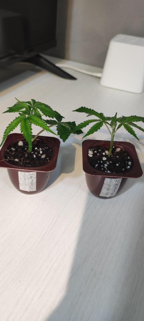 Mimosa #1. Week 1