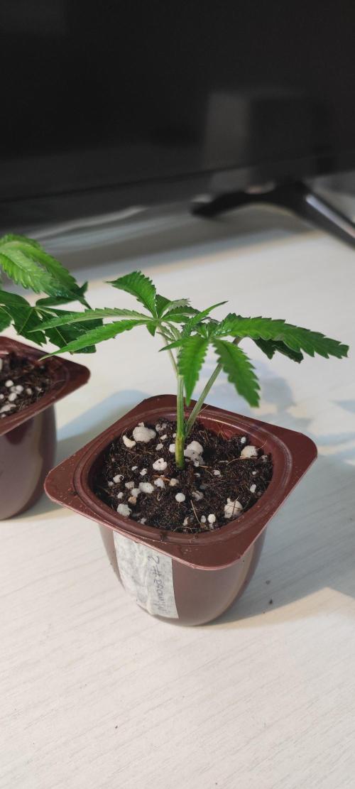 Mimosa #1. Week 1