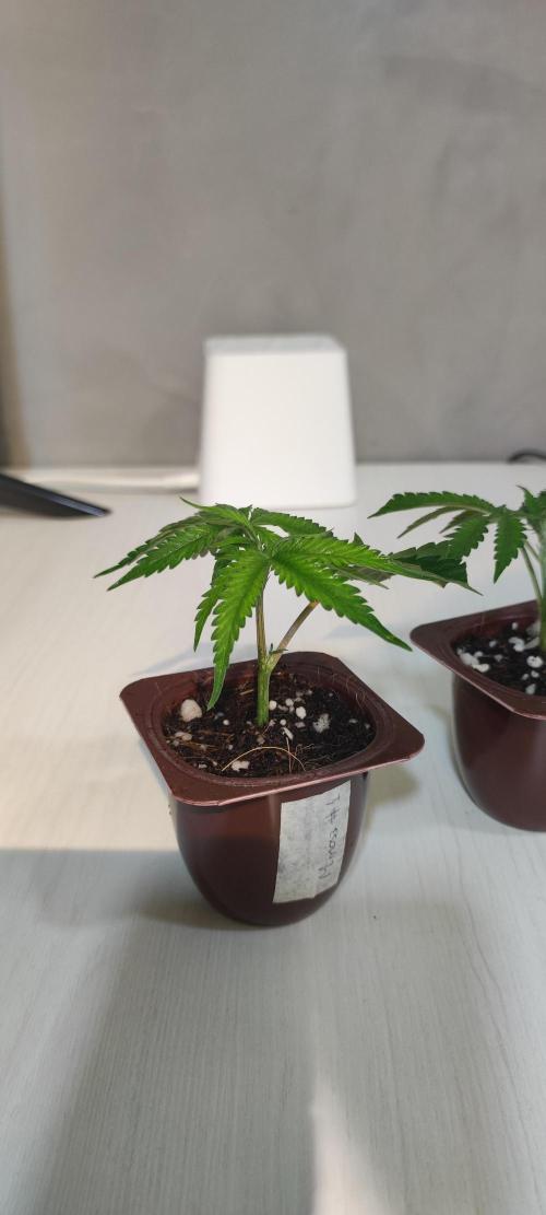 Mimosa #1. Week 1
