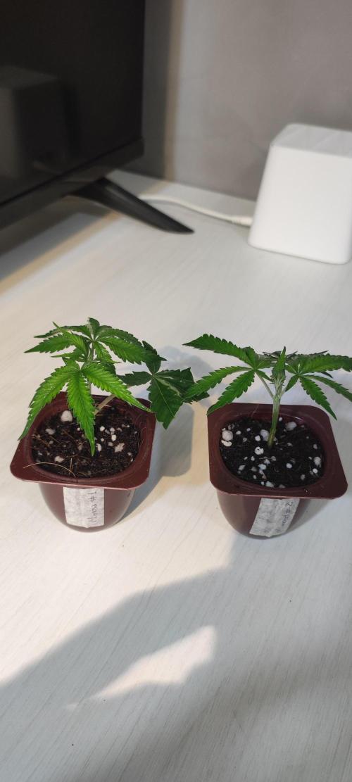 Mimosa #1. Week 1