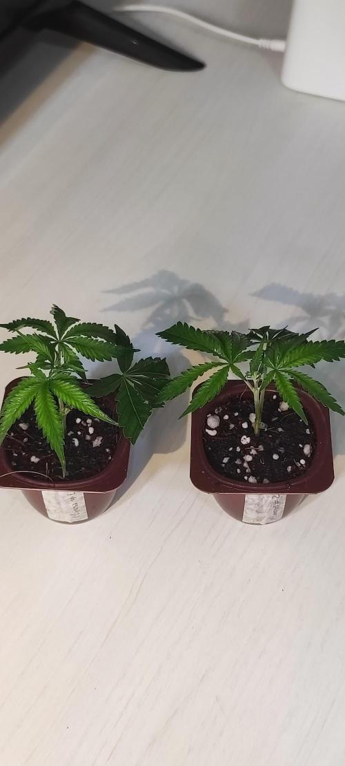 Mimosa #1. Week 1