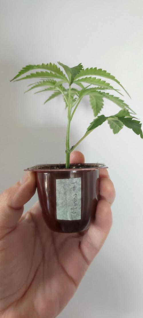 Mimosa #1. Week 1