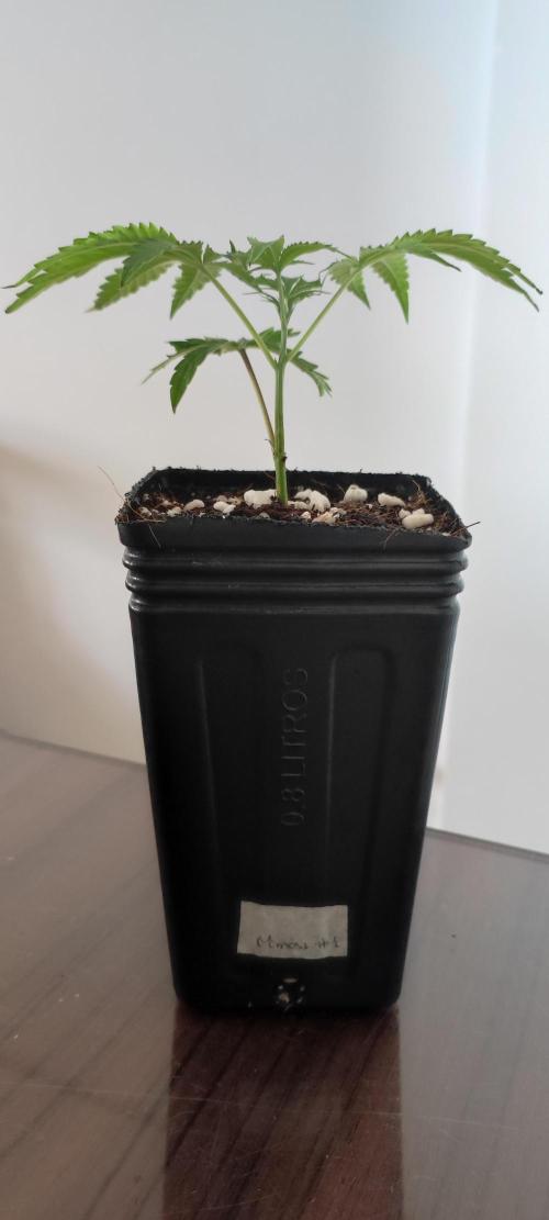 Mimosa #1. Week 1