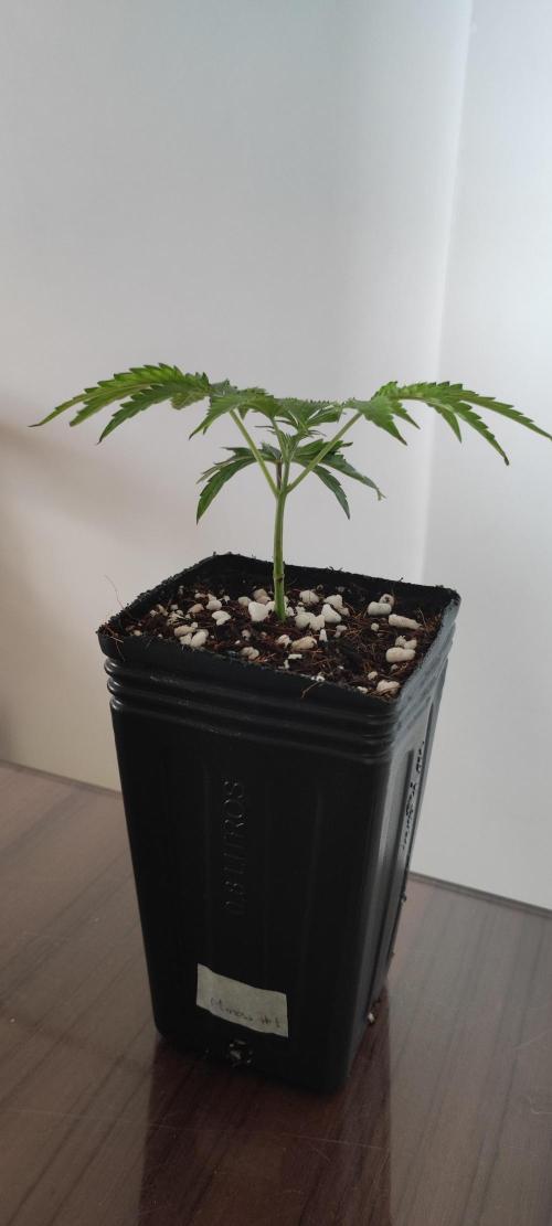 Mimosa #1. Week 1