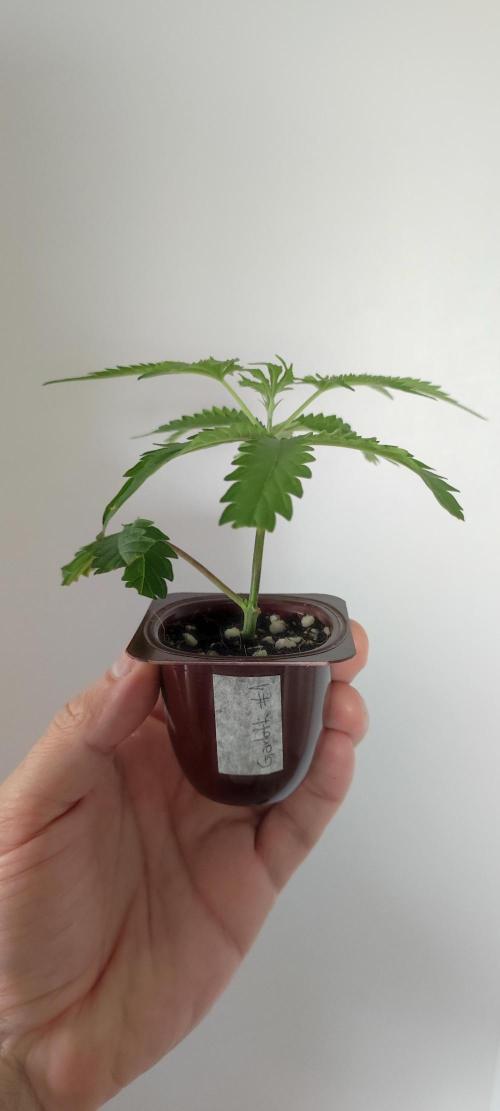 Garlotti #1. Week 1