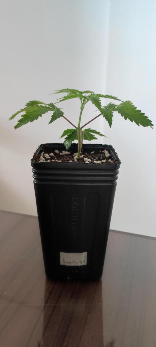 Garlotti #1. Week 1