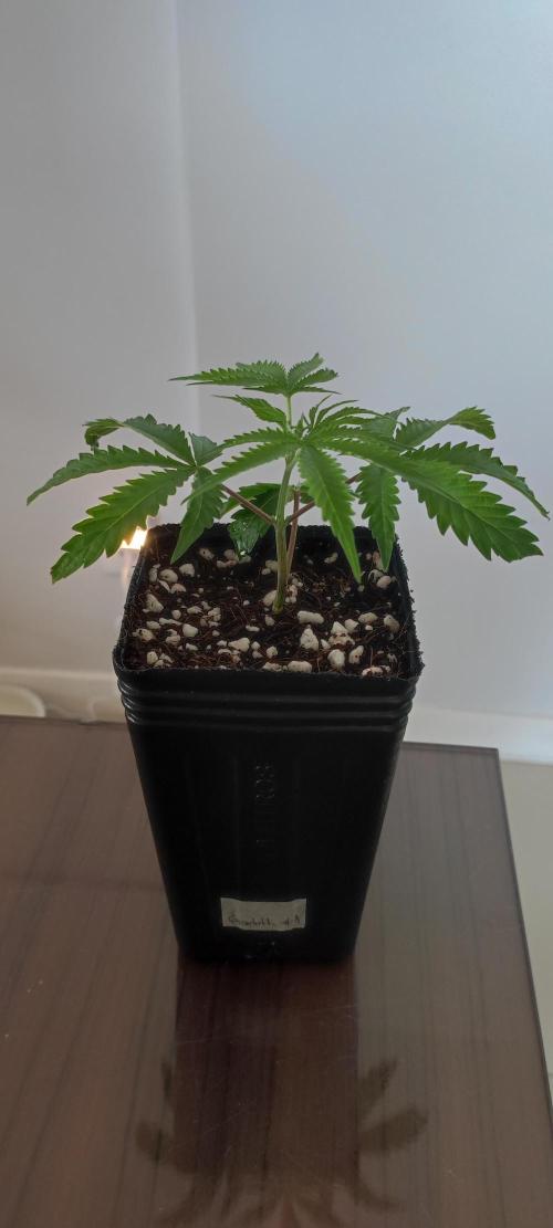 Garlotti #1. Week 1