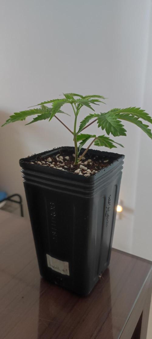 Garlotti #1. Week 1