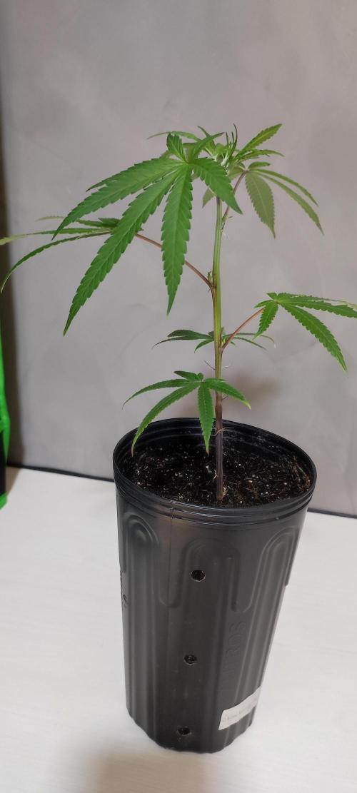 Strawberry Cough. Week 2