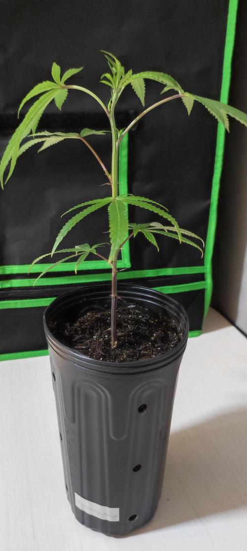 Strawberry Cough. Week 2