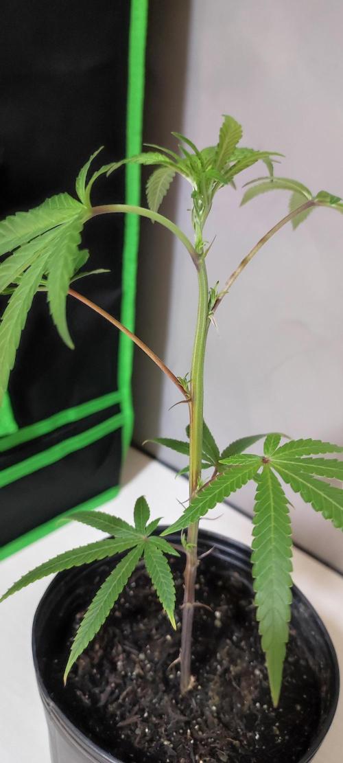 Strawberry Cough. Week 2