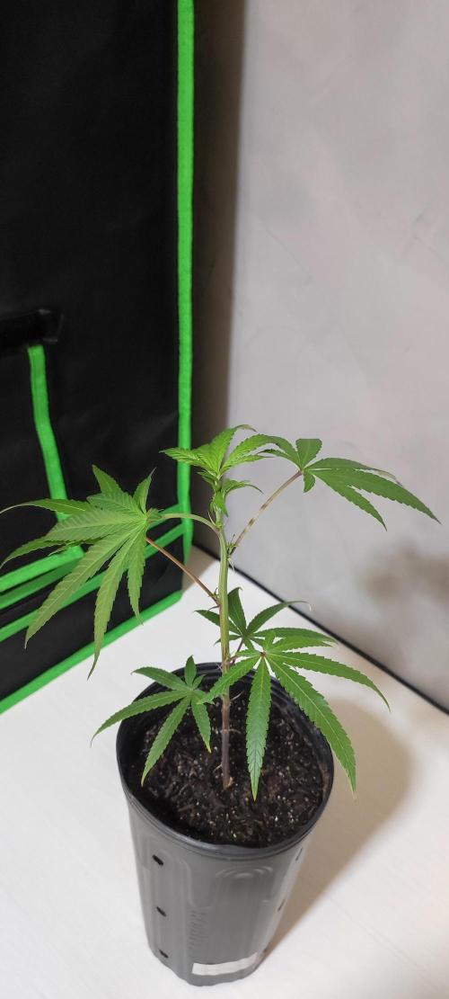 Strawberry Cough. Week 2