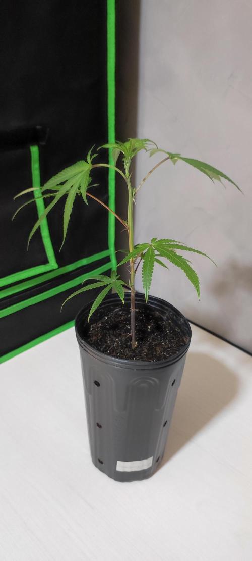 Strawberry Cough. Week 2