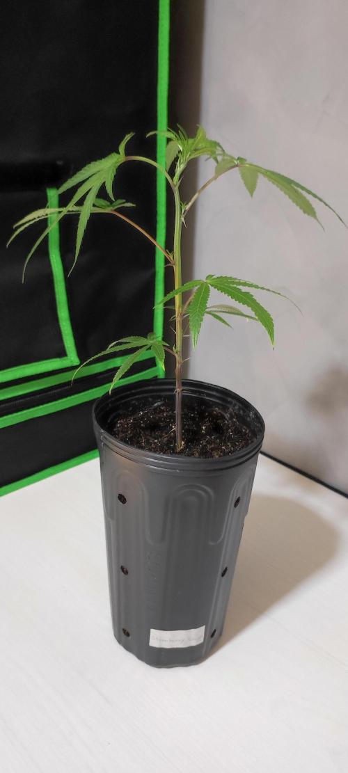 Strawberry Cough. Week 2