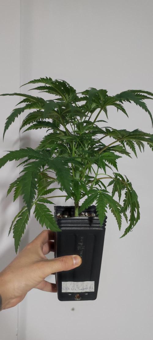White Widow x Freakshow. Week 5