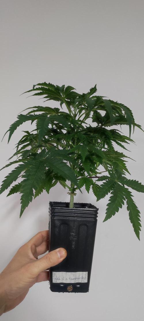 White Widow x Freakshow. Week 5