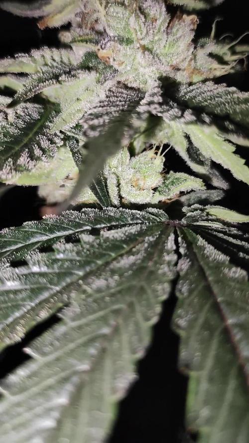 White Widow