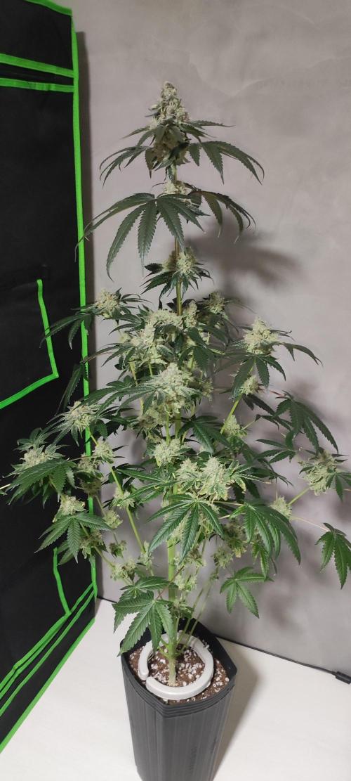 White Widow. Week 14