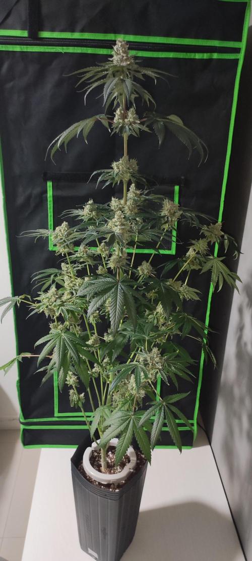 White Widow. Week 14